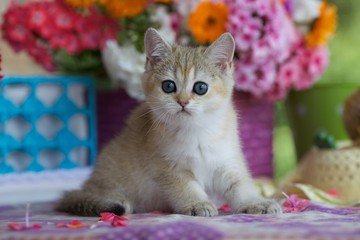 The young kitten sitting next to the flowers