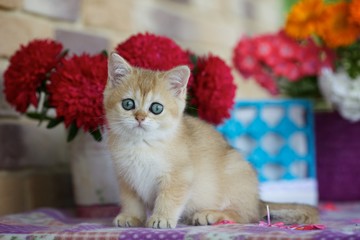 Golden shaded British kitten sitting next to the flowers against a brick wall