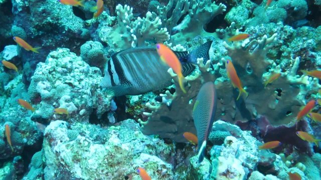 Indischer Segelflossendoktor (Zebrasoma desjardinii), 