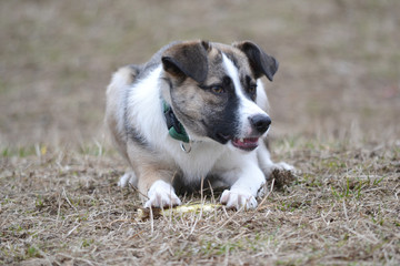 Mongrel dog