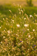 Fototapeta premium Wild plants