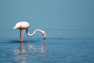 Naklejka premium Fenicottero Rosa