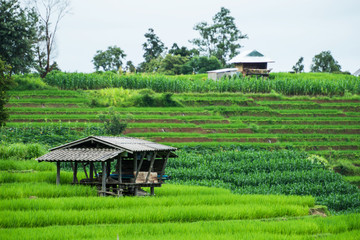cottage in terraced Paddy Field at Mae-Jam Village , Chiang Mai