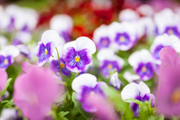 Beautiful violet flowers