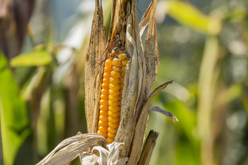 Ripe corn on the stalk in the field. © leonardo2011