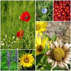 Flowers - collage of photos