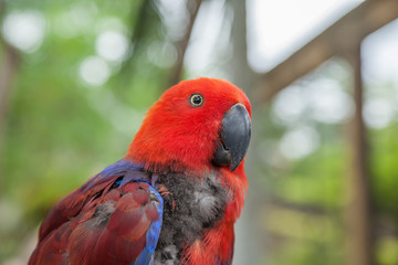 Eclectus parrot female