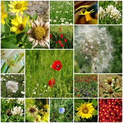 Flowers - collage of photos