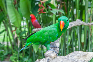 Eclectus parrot male and female
