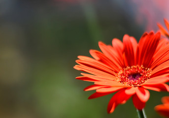 Gerbera