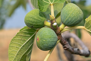 Fototapeta premium branch of fig tree with nectar 