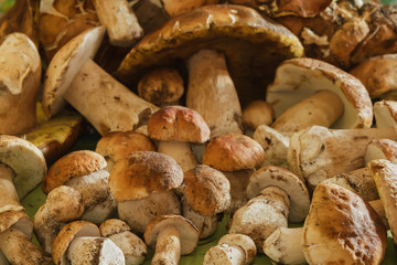 Wild mushrooms