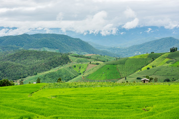 Terraced rice fields with fog in the morning at northern Thailan