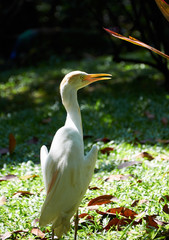 cattle egret