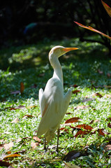 cattle egret