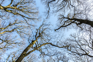 oak trees in spring under blue clear