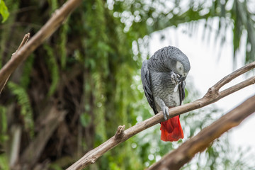 african grey parrot