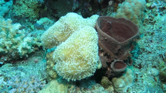 Brauner R&ouml;hrenschwamm (Callyspongia crassa) und Lederkoralle (Sarcophyton sp.)