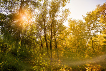 Obraz premium Autumn Sun in the Forest