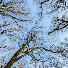 oak trees in spring under blue clear