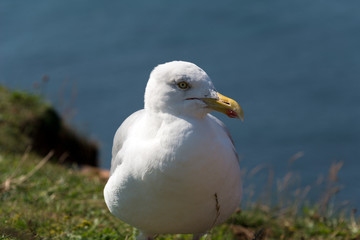 sceptical seagull