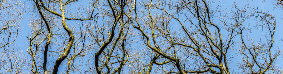 Fototapeta premium oak trees in spring under blue clear