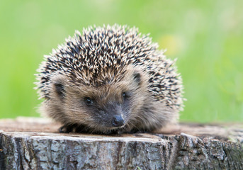 Igel europäisch