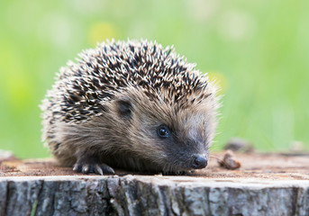 Igel europäisch