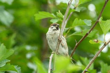 Воробей на ветке
