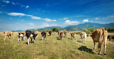 Naklejka na ściany i meble herd of cows