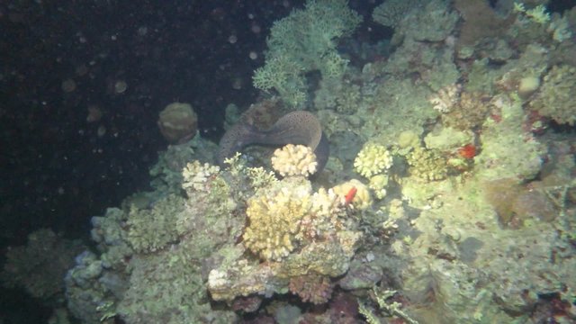 Riesenmur&auml;ne - Gymnothorax javanicus