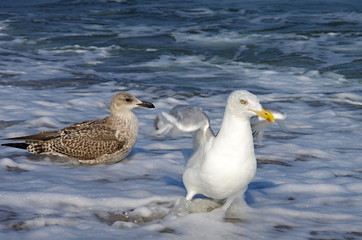 Möwe am Strand