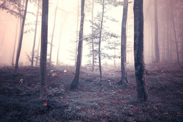 Mystic fantasy light autumn season foggy forest tree landscape.