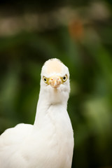 Cattle egret portrait