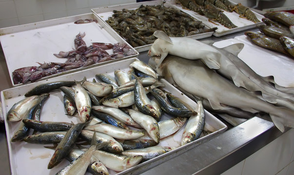 fresh lobster, shrimp, fish, sharks, sea food on the counter use