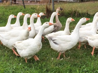 Gänse auf der Flucht