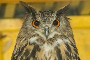 Филин в клетке крупный план