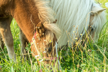 Лошади пасутся на траве. Крупный план