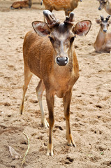 Rusa deer