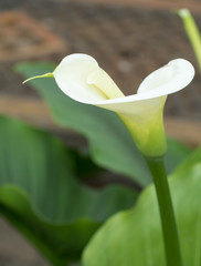 Obraz premium Arum blanc