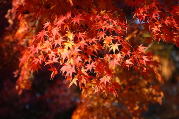 紅葉