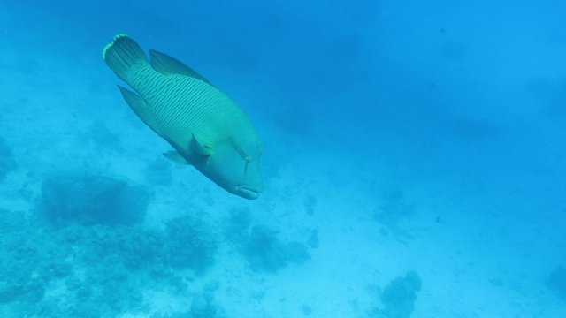 Napoleonfisch