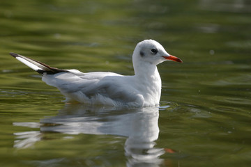 Black-headed Gull