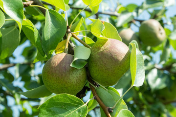 Спелые груши на ветке в саду