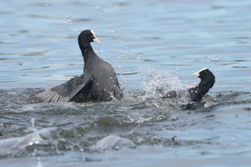 Eurasian Coot, Coot, Fulica atra