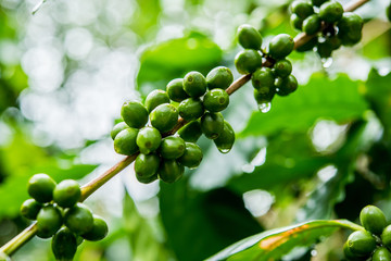 dew and green coffee beans on the tree