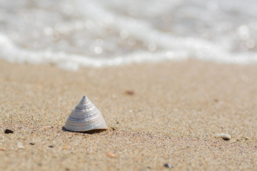 Sea shell on the beach against the backdrop of a wave