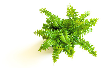 Young green fern with curly leaves. Nephrolepis in pot and foliage on white background (closeup) © Yougen