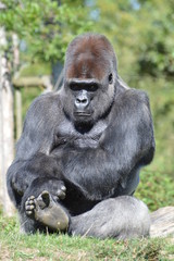 gorille