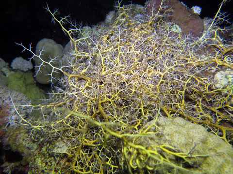 Gorgonenhaupt (Astroboa nuda)